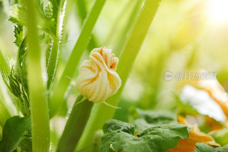 菜园里的蔬菜。开花的西葫芦/西葫芦。